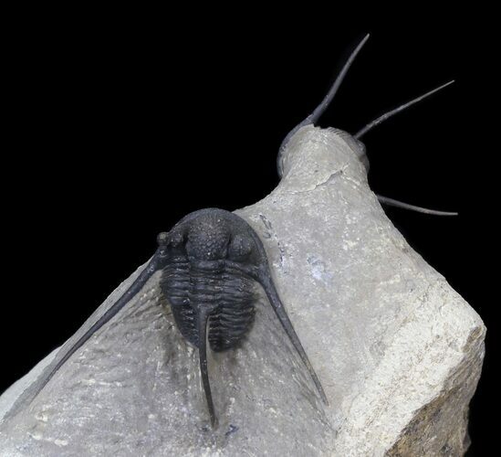 Double Cyphaspis Eberhardiei Trilobite Specimen #31045